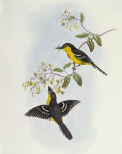 Sortbrynet næb (Machaerirhynchus nigripectus), gravering af John Gould af John Gould