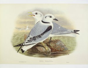 Sortbenet krykke (Rissa tridactyla), gravering af John Gould, William Hart, H C Richte af John Gould