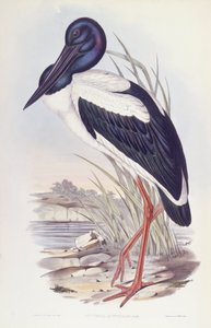 Sorthalset stork (Ephippiorhynchus asiaticus), gravering af John Gould af John Gould