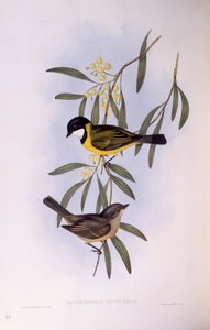 Sorthalet fløjtenist (Pachycephala melanura), stik af John Gould af John Gould