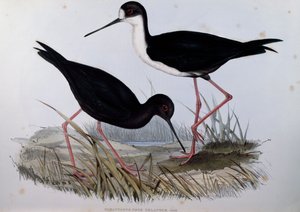 Sort stilt (Himantopus novaezelandiae), gravering fra Birds of Australia af John Gould