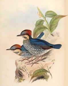 Blå pitta cyanea Blyth af John Gould