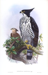 Blyths høgeørn Nisaetus alboniger (Gmelin) af John Gould