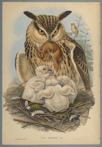 Bubo Maximus: Ugle (farve litho på vævet papir) af John Gould