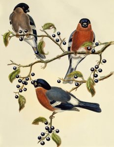 Bullfinch (Pyrrhula pyrrhula), gravering af John Gould (1804-1881). Det Forenede Kongerige af John Gould