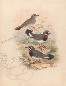 Calliope Tschebaiewi, Prjev. af John Gould