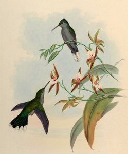 Campylopterus latipennis = Campylopterus largipennis af John Gould