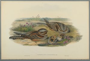Caprimulgus Europaeus (farve litho på vævet papir) af John Gould