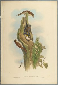 Certhia Familiaris - Tree Creeper (farve litho på vævet papir) af John Gould