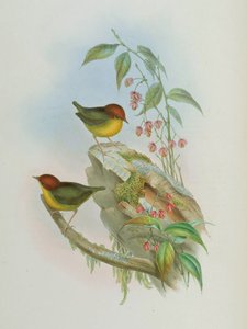 Cettia castaneocoronata af John Gould
