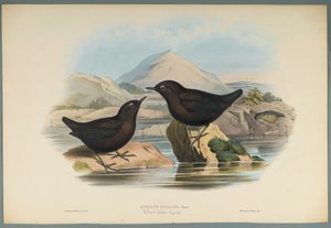 Cinclus Pallasi: Pallas Water Ouzel (farve litho på vævet papir) af John Gould
