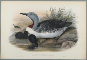 Colymbus Septentrionalis: Red Throated Diver (farve litho på vævet papir) af John Gould