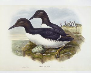 Almindelig murre (Uria aalge), Indgravering af John Gould, William Hart, H C Richter af John Gould