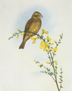 Majsspurv (Miliaria o Emberiza calandra), Indgravering af John Gould af John Gould
