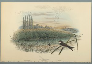 Cotyle Riparia (farve litho på vævet papir) af John Gould