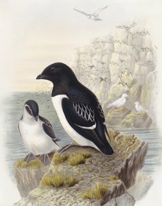 Dovekie (Alle alle), Indgravering af John Gould af John Gould