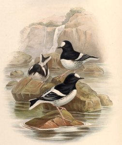 Enicurus scouleri af John Gould