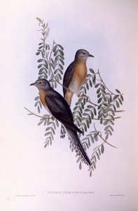 Viftehalegøg (Cacomantis flabelliformis), Indgravering af John Gould af John Gould