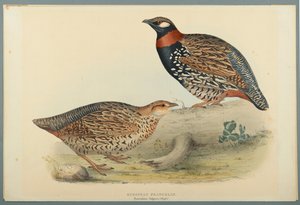 Francolinus Vulgaris (Briss): Europæisk Francolin (farve litho på vævet papir) af John Gould