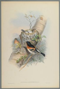 Fringilla Montifringilla - Bramblefinsh (farve litho på vævet papir) af John Gould