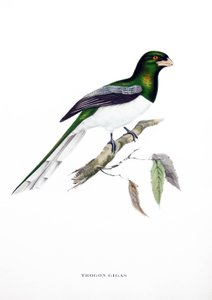 Giant Trogon, fugl fra Indien, stik fra bog af John Gould (1804-1881) "Tropiske fugle" af John Gould