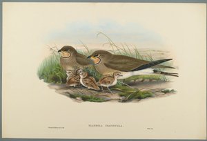 Glareola Pratincola - Common Pratincole (farve litho på vævet papir) af John Gould