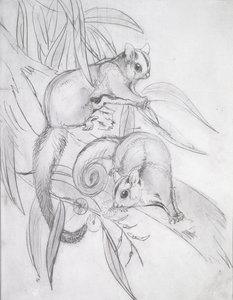 Glidende possums (blyant) af John Gould