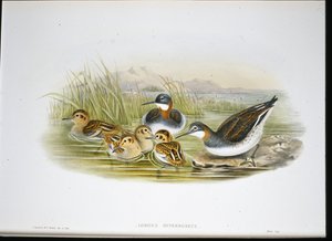 Blank Ibis (Falcinella Fire) (håndfarvet litho) af John Gould
