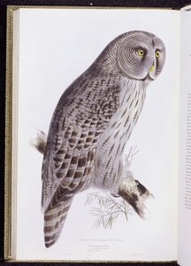 Great Cinereous Owl, fra "The Birds of Great Britain", udgivet London, 1862-73 af John Gould