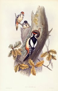 Stor flagspætte (Dendrocopos major), gravering af John Gould af John Gould