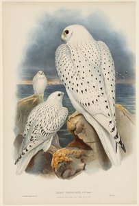 af John Gould