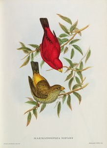 Haematospiza Sipahi, illustration fra 