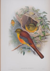 Harpactes Oreskios, tallerken fra The Birds of Great Britain af John Gould, udgivet 1862-73 (håndkoloreret litho) af John Gould