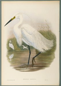 Herodias Garzetta - Lille Egret (farve litho på vævet papir) af John Gould