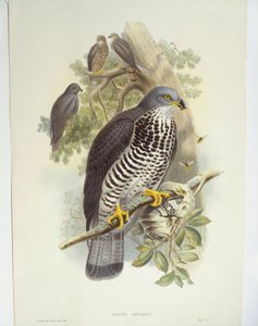 Honningvåge (Pernis apivorus), illustration af John Gould