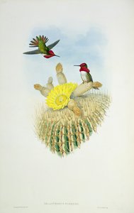 Hummingbird, graveret af Walter og Cohen af John Gould
