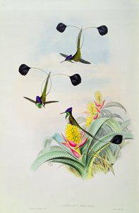 Hummingbird, graveret af Walter og Cohn