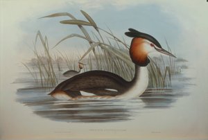 Illustration fra John Goulds "The Birds of Australia", der repræsenterer Southern Crested Grebe Podiceps cristatus australis, af Oscar Dressler af John Gould