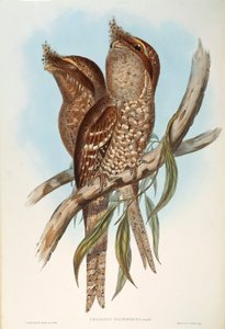 Illustration fra John Goulds "The Birds of Australia", der repræsenterer Tawny Frogmouth Podargus strigoides, af Oscar Dressler af John Gould
