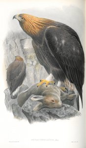 Illustration af Aquila Chrysaetos (Golden Eagle) af John Gould