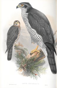 Illustration af Astur Palumbarius (Goshawk) af John Gould