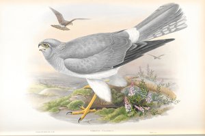 Illustration af Cirkus Cyaneus (Hen Harrier) af John Gould