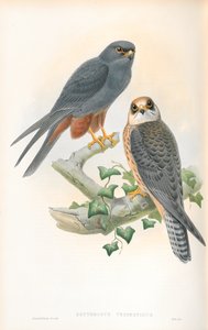 Illustration af Erythropus Vespertinus (Orange-legged Hobby) af John Gould