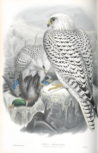 Illustration af Falco Candicans (Greenland Falcon Dark Race) af John Gould