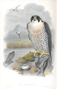Illustration af Falco Peregrinus (Peregrine Falcon) af John Gould