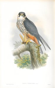 Illustration af Falco Subbuteo (Hobby) af John Gould