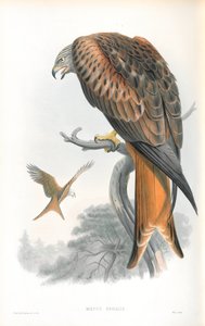 Illustration af Milvus Regalis (Kite; Gilead) af John Gould