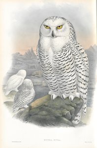 Illustration af Nyctea Nivea (Snowy Owl) af John Gould