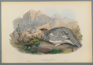 Lagopus Mutus, efterårsfjerdragt: Almindelig rype (farve litho på vævet papir) af John Gould