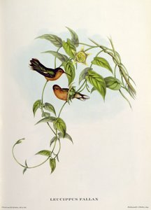 Leucippus Fallax af John Gould